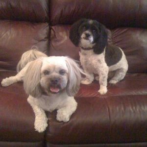 Meet your Posher, Rachel